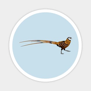 Reeves's pheasant bird cartoon illustration Magnet